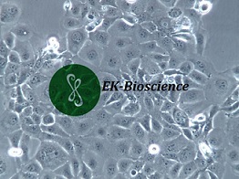 HCC1937人乳腺癌细胞【已通过STR鉴定】