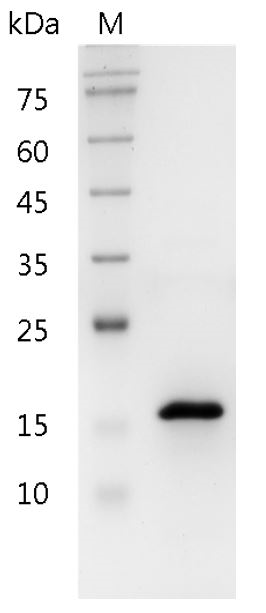 Fig.Human Pleiotrophin Protein, His tag (Animal-Free)