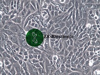 H4人神经胶质瘤细胞【已通过STR鉴定】