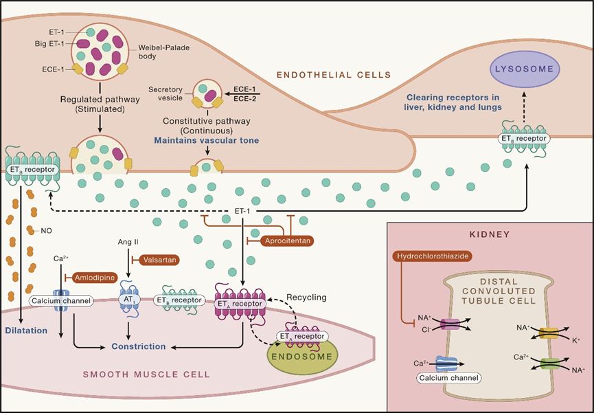EDNRA：心血管疾病的关键药物靶点