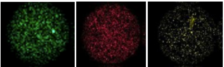 高稳定性多色荧光标记冻干HPV假病毒：中和抗体检测的金标准解决方案