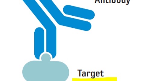 Antibody reactivity to recombinant protein,does not validate antibody specificity in endogenous sample