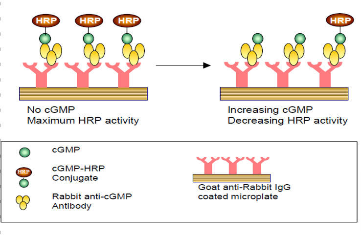 CatchPoint™ 环磷酸鸟苷 (cGMP) 荧光检测试