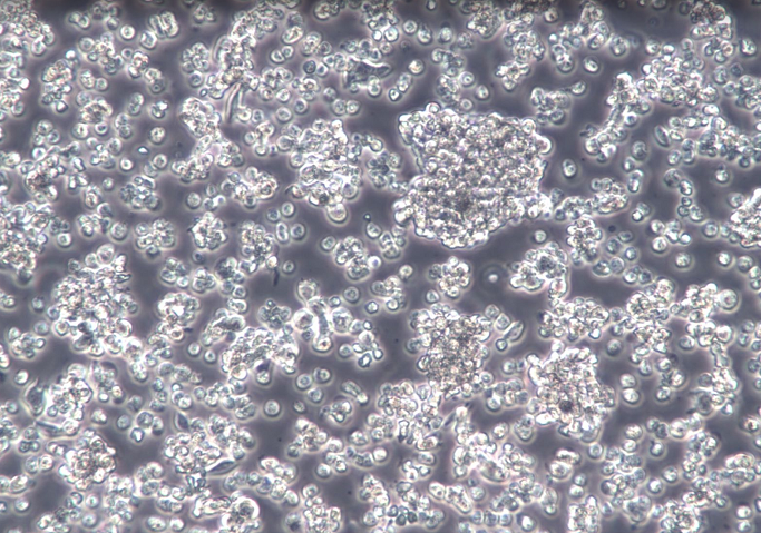 D341 Med人髓母细胞瘤细胞【已通过STR鉴定】