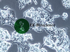 D283 Med人脑髓母细胞瘤细胞【已通过STR鉴定】