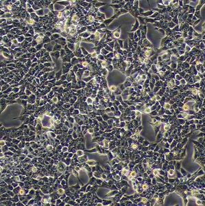 HCT-116;人结肠癌细胞 (STR)