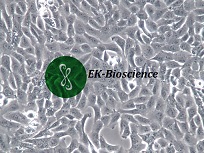 MNNG/HOS Cl #5 [R-1059-D] 人骨肉瘤细胞【已通过STR鉴定】