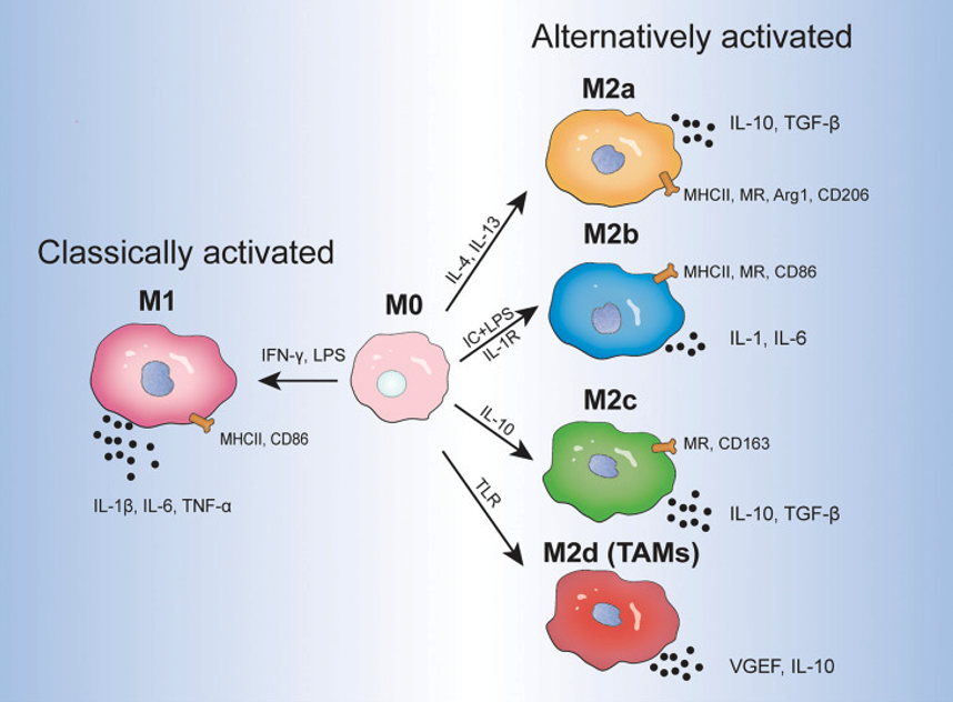 一文搞懂巨噬细胞经典极化实验