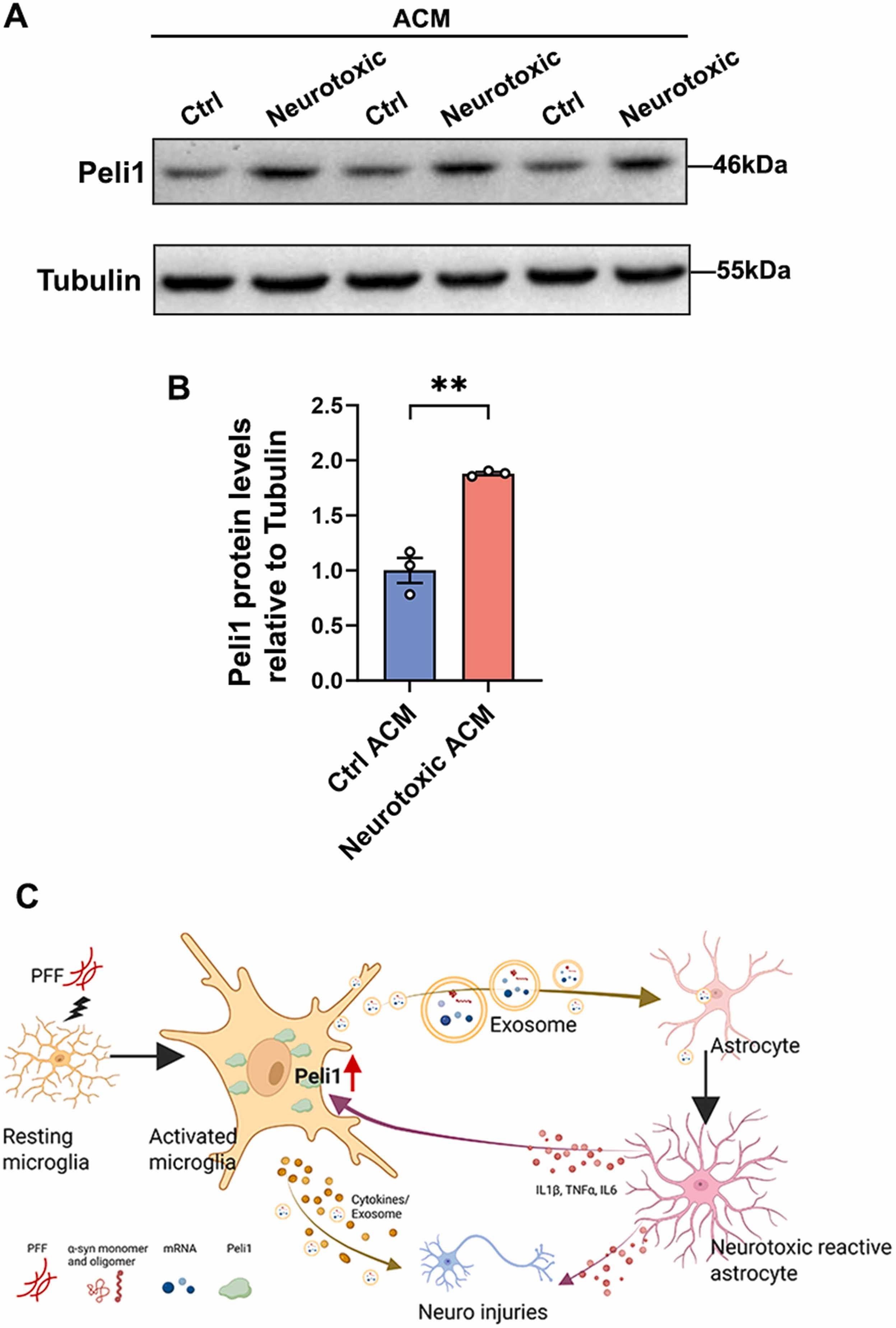外泌体技术服务