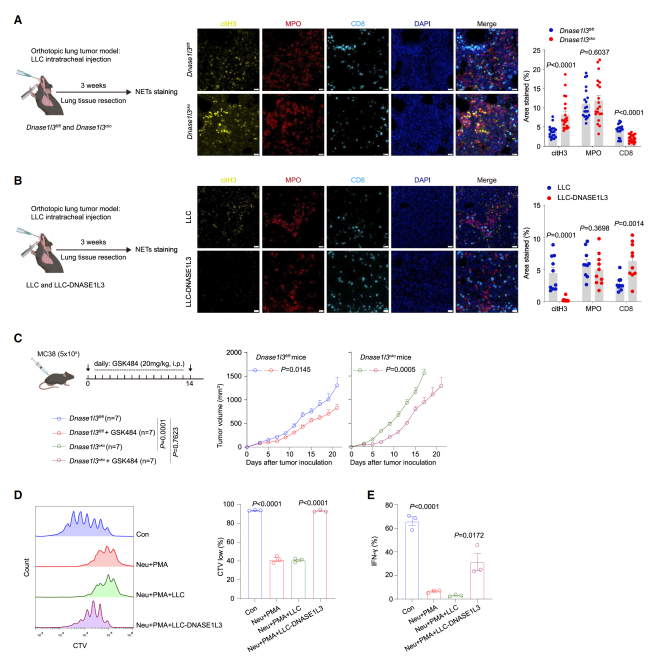 Cancer Cell: 陆军军医大学新桥医院朱波教授团队发现癌症治疗新靶点DNASE1L3