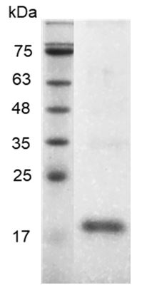 Fig.Human BMP-16 Protein, His tag (Animal-Free)