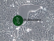 PANC10.05;人胰腺癌细胞【已通过STR鉴定】