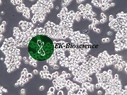 SKNO-1;人白血病细胞【已通过STR鉴定】