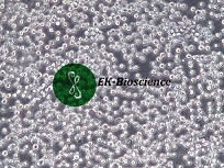 mv-4-11、MV4-11;人髓性单核细胞白血病细胞【已通过STR鉴定】