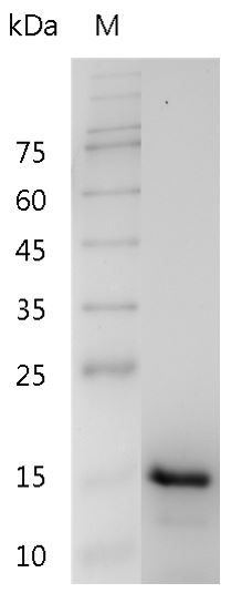 Fig.Human IL-17F Protein, His tag (Animal-Free)