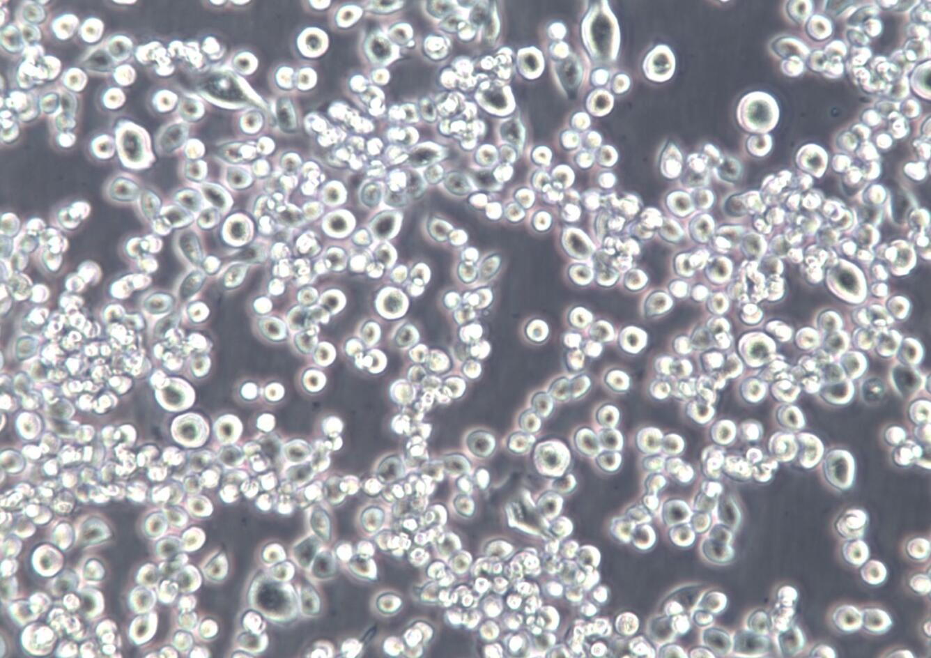 NUGC-4;人胃癌细胞【已通过STR鉴定】