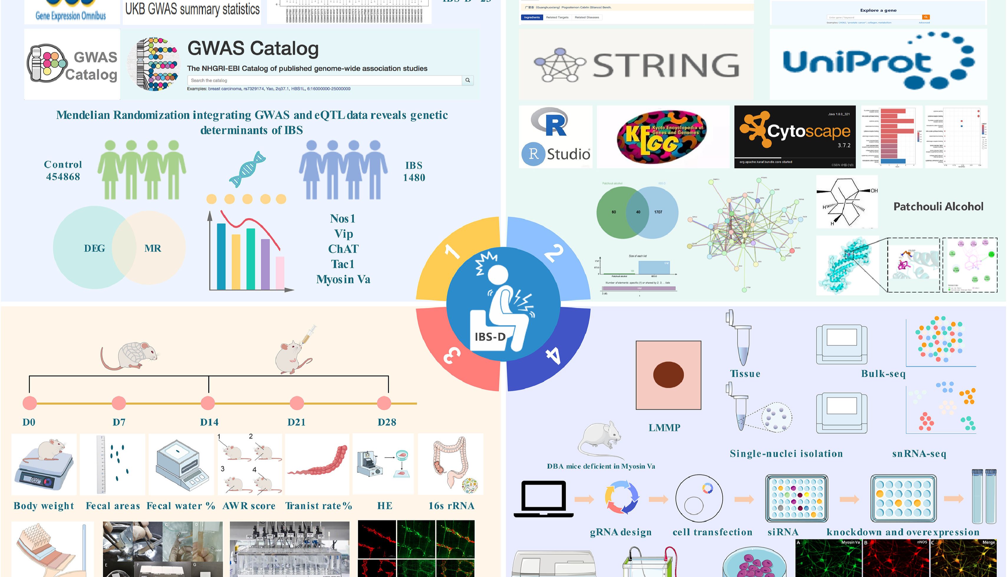 IF:8.3,多组学+孟德尔随机化+网络药理学，揭秘广藿香醇重塑肠道菌群-神经轴，缓解肠易激综合征机制！