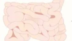 成人小肠类器官的培养与分化