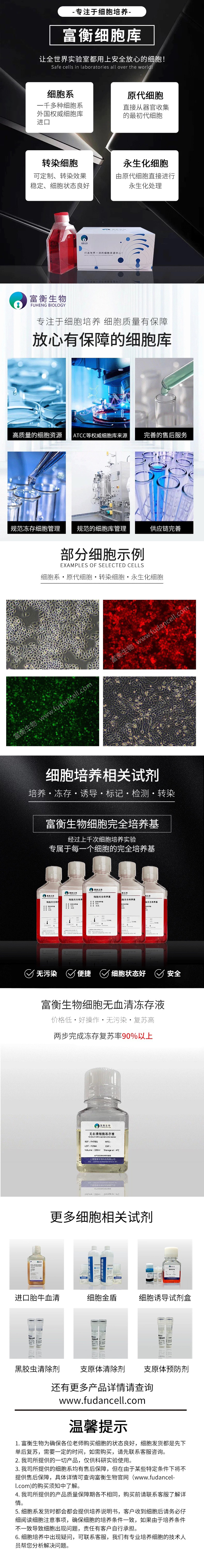 BEAS-2B ;人支气管上皮细胞(STR)