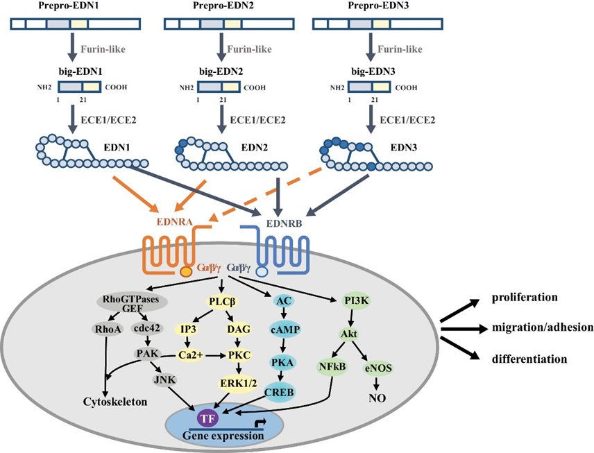 EDNRA：心血管疾病的关键药物靶点