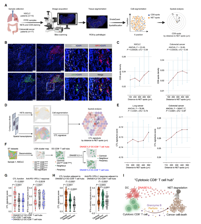 Cancer Cell: 陆军军医大学新桥医院朱波教授团队发现癌症治疗新靶点DNASE1L3
