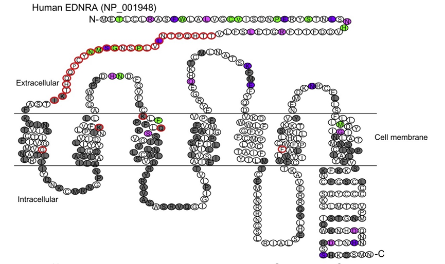EDNRA：心血管疾病的关键药物靶点