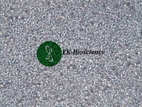 RS4;11;人急性淋巴细胞白血病细胞【已通过STR鉴定】