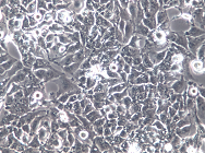 HCCLM3人高转移肝癌细胞【已通过STR鉴定】