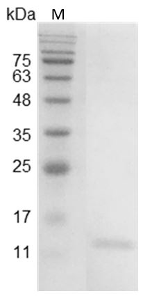 Fig.Mouse IL-9 Protein, His tag (Animal-Free)