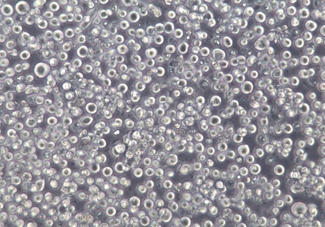 MEG-01;人成巨核细胞白血病细胞【已通过STR鉴定】