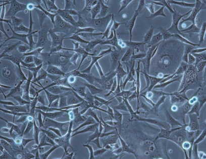 MO3.13;人少突胶质细胞【已通过STR鉴定】