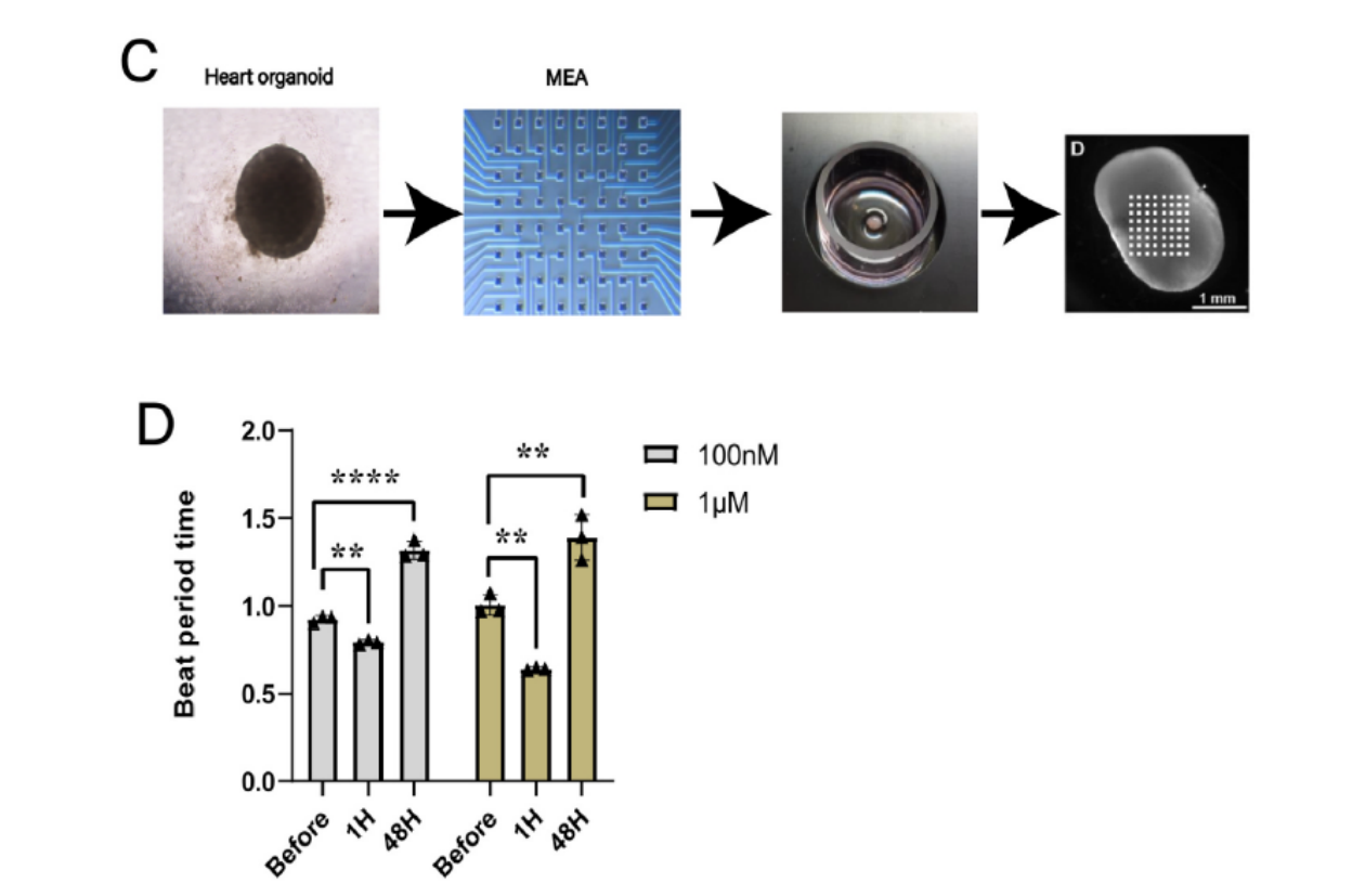 MED64平面微电极矩阵记录系统文章分享,国民核生化灾害防护国家重点实验室及内蒙科技大学联合发表在Biochemical and Biophysical Communication 上名为“Human iPSC-Derived Cardiac Organoids Respond to Urotensin II: Exploring a Novel Cardiac Drug Testing Mode