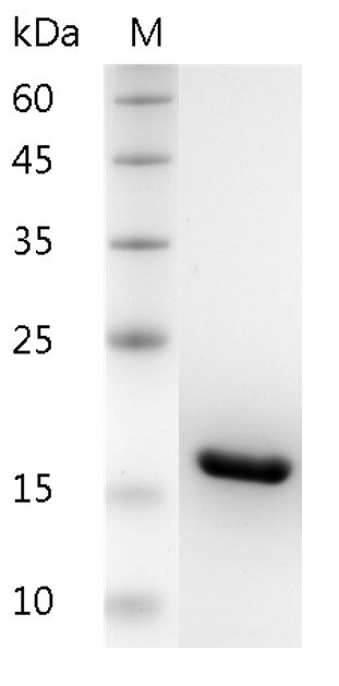 Fig.Human IL-1α Protein, His tag (Animal-Free)