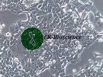 OE33人食管腺癌细胞【已通过STR鉴定】