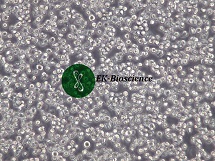 CoC1人卵巢癌细胞【已通过STR鉴定】