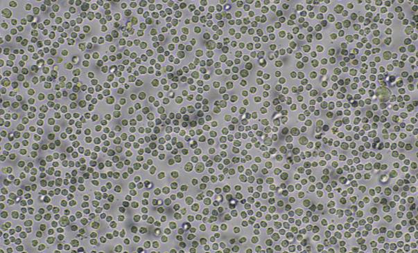 领科源 | 悬浮细胞——THP-1的培养方法