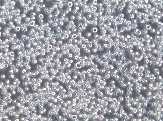 NOMO-1;人白血病细胞【已通过STR鉴定】