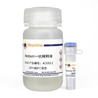 Caspase-3(激活型)抗体(兔单抗)