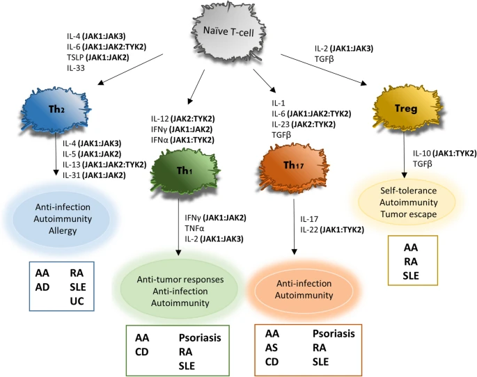​JAK/STAT信号通路研究全景：从分子机制到疾病解析，斯达特与您同行