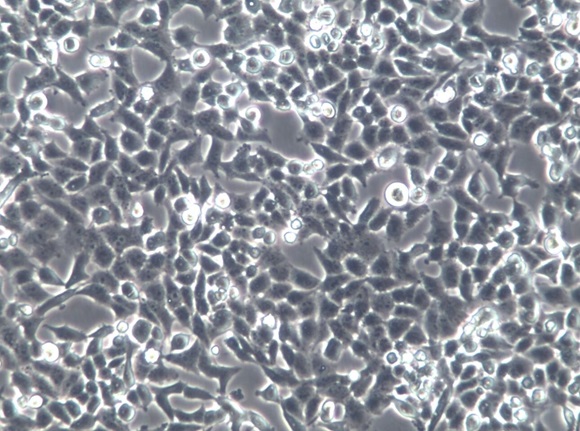 NCI-H157人肺鳞状细胞癌【已通过STR鉴定】