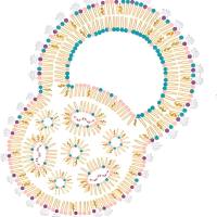 封装CRISPR-Cas9/sgRNA复合物和GFP标记mRNA的脂质体纳米粒被scFv 和 pH