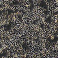 人胚肾细胞;HEK-293 (STR)