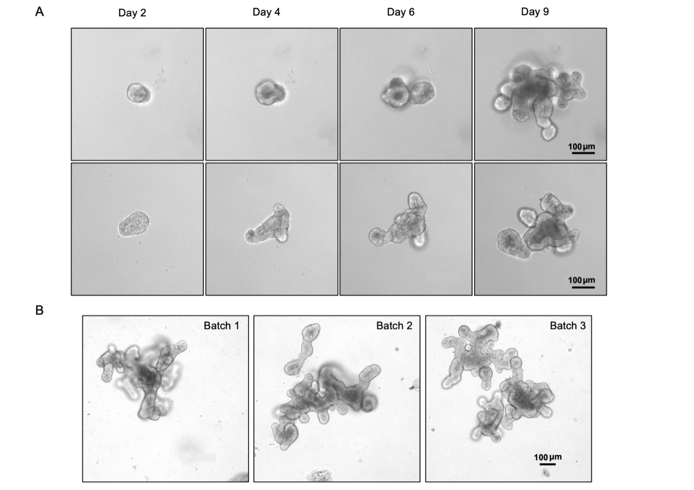 如何用Matrix Gel/基质胶培养小鼠小肠类器官？