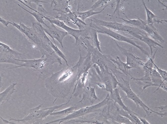 HFF-1;人包皮成纤维细胞【已通过STR鉴定】