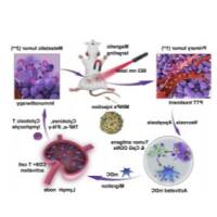 超顺磁性氧化铁纳米粒子包载免疫佐剂CpG寡脱氧核苷酸 SPIO@CpG ODNs