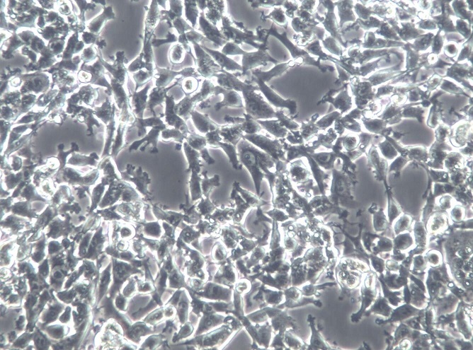 MSTO-211H人肺癌细胞株【已通过STR鉴定】