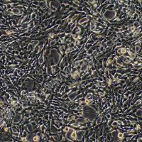 小鼠小脑星形胶质细胞;C8-D1A (种属鉴定)