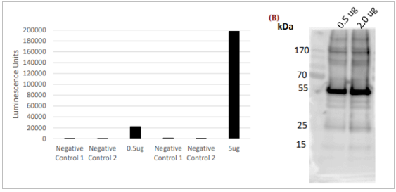 LifeSensors抗AMSH多克隆抗体（STAM的SH3结构域的相关分子）优质试剂，低价抢