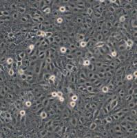 人胃黏膜上皮细胞;GES-1 (STR)