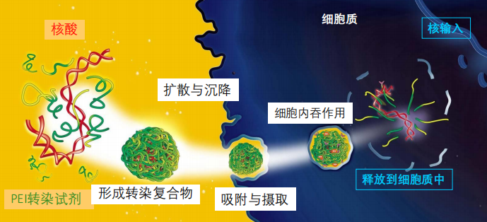 转染试剂有毒吗